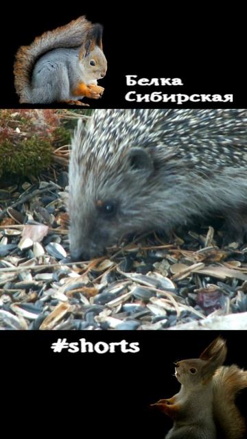 Еж тоже любит семечки