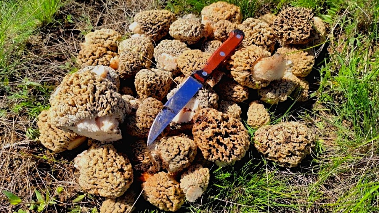 В 2026 году я нашел самый большой гриб. Весной степные сморчки выросли и я отправился на охоту.