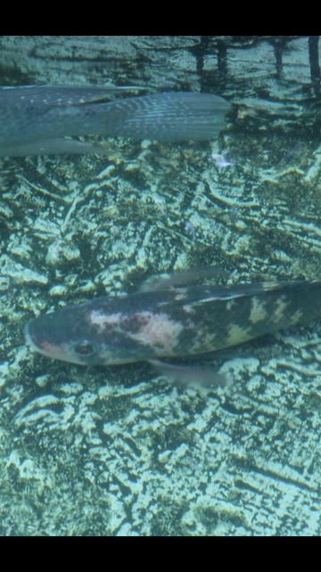 Факты про животных