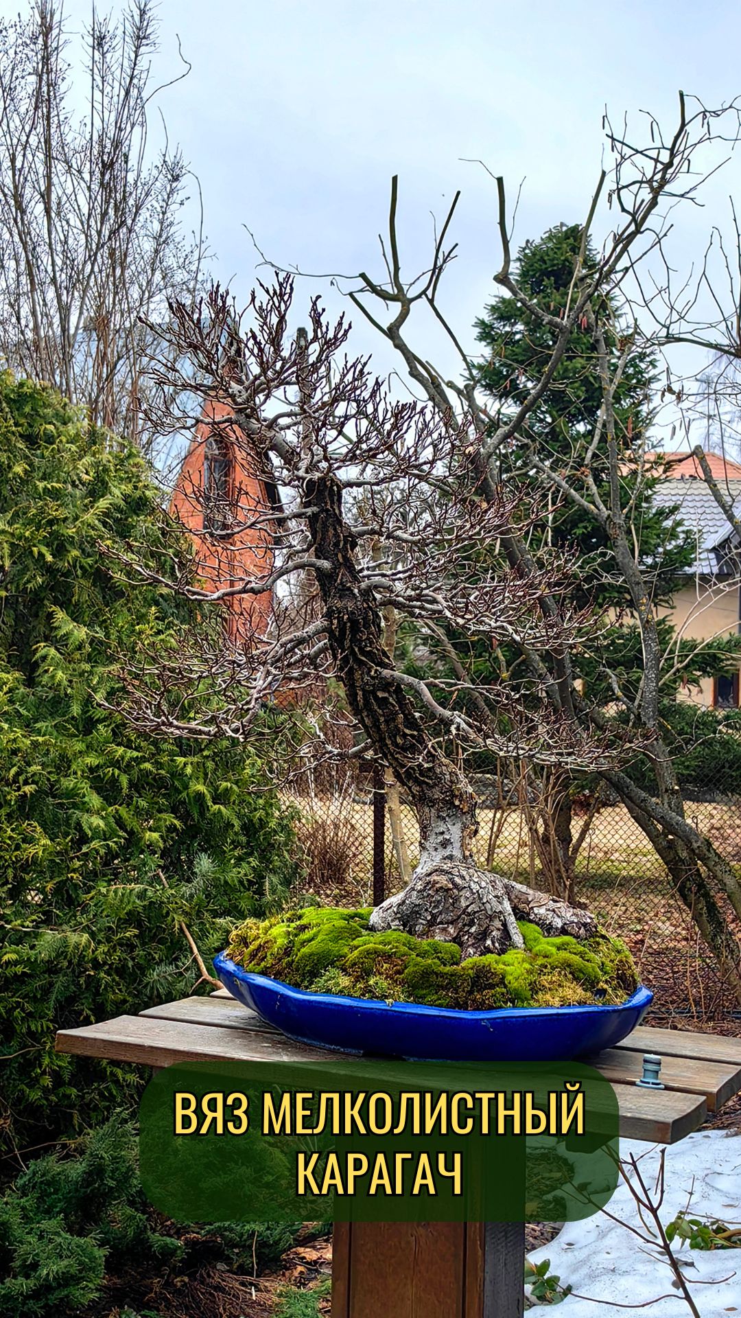 Вяз мелколистный карагач