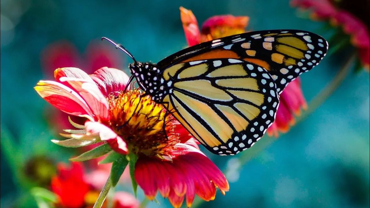 Музыкальная терапия расслабляющая музыка высоких вибраций успокаивающая музыка для сна и отдыха