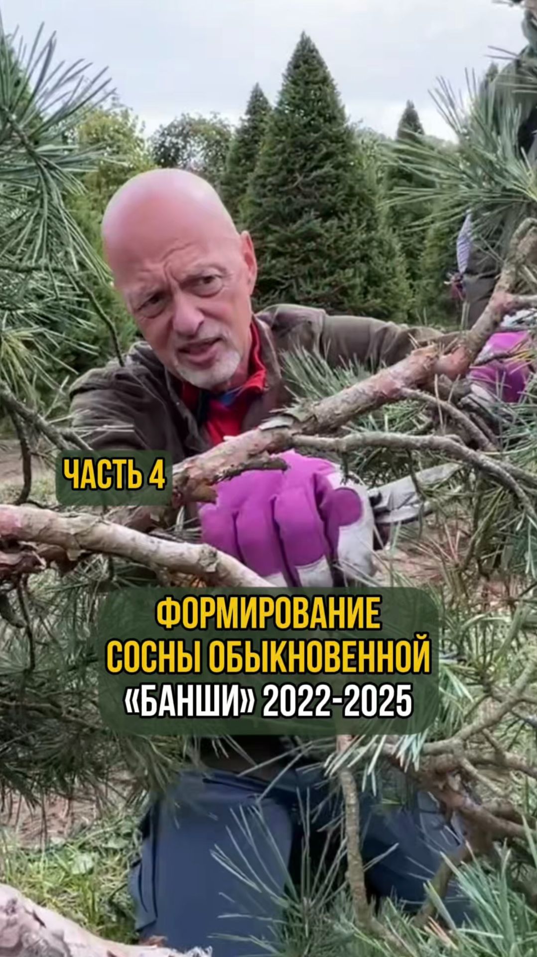 Формирование сосны обыкновенной Банши 2022-2025 гг. Часть 4