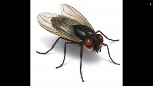 А муха тоже вертолёт  песня