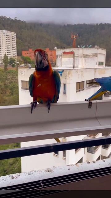 Гибрид ара Каталина в Каракасе