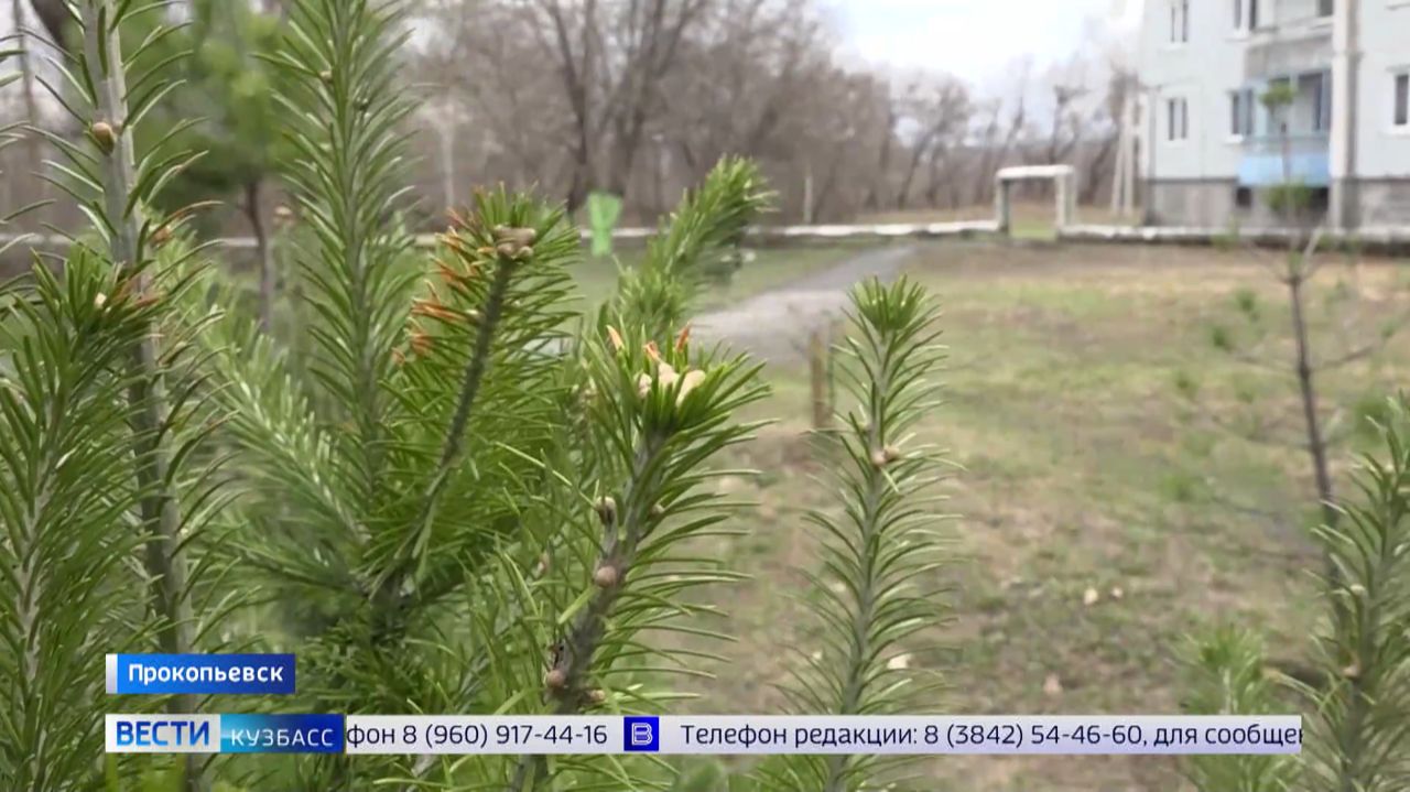 Прокопчане недовольны планами разбить сквер возле многоквартирного дома