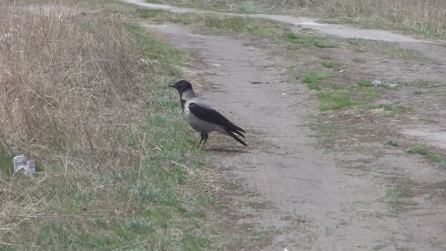 Ворона у тропы. Утки на болоте. Дрозд на гнезде