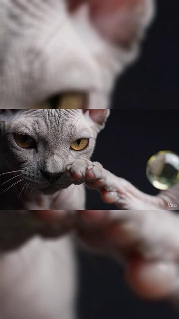 Звук который можно потрогать  Истер и Бас  Sound Levitation Vs Cat Shorts Cymatics