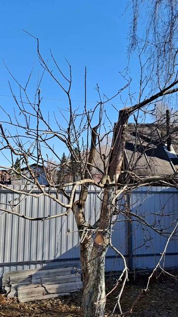 Обрезка яблони