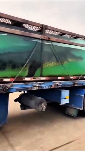 Зверунчики