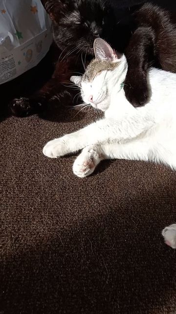 КОТ ЧЕРНЫШ МОЕТ КОШКУ МАНЮ!