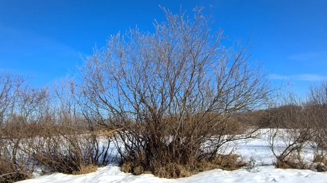 Весеннее небо в поле
