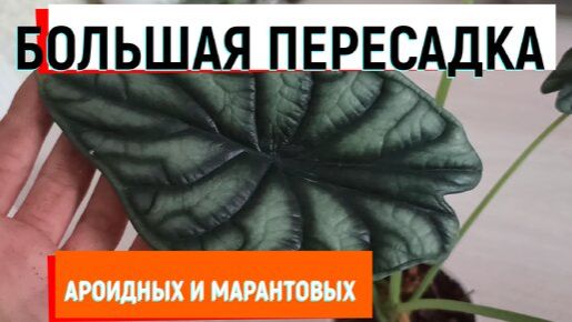 пересадка БОЛЬШАЯ ПЕРЕСАДКА АРОИДНЫХ И МАРАНТОВЫХ наизнанку пересадкарастений ароидные маранта