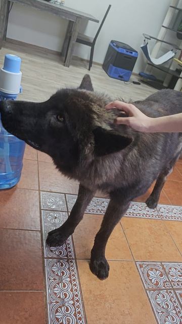 Времечко покайфушек у Брайтюши русскийволфхунд волк собаки щенки волкособ питомцы верный