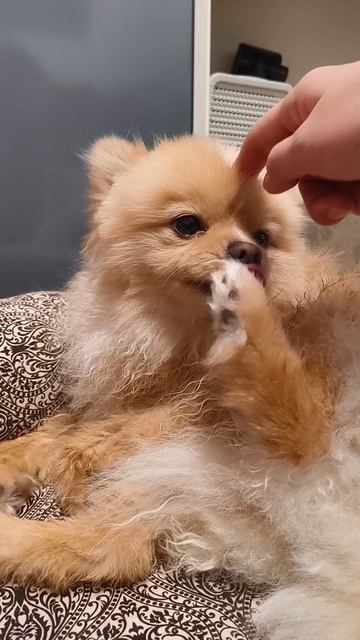 моя собака Шпиц