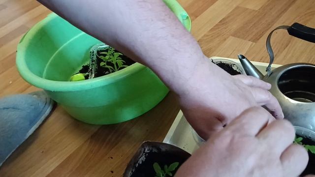 Холод замучил. Пикирую ранние томаты