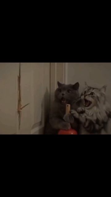 Дверцу для кошек атакует хамелеон с топором  Cats Door Being Attacked By Chameleon With Axe 