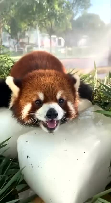 Милые видео животные