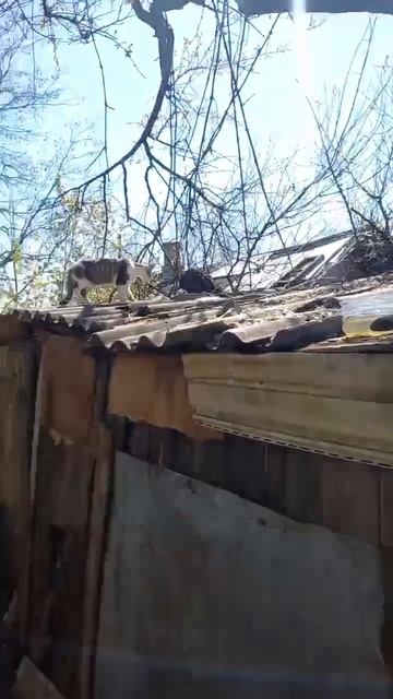 Пост о котиках с Красного рынка Макеевки. Я не умею писать красиво сегодня хочу написать в память о