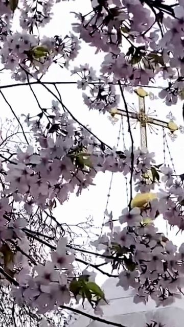 Цветущая сакура