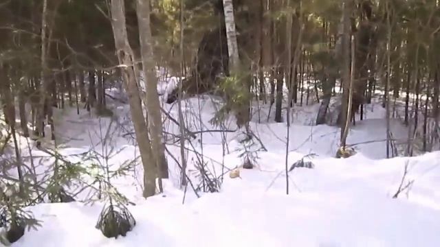 Тишина в лесу. Весна. Март.