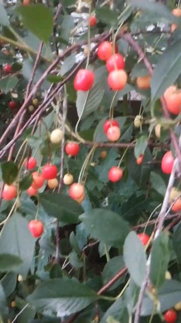 Вишня вишня