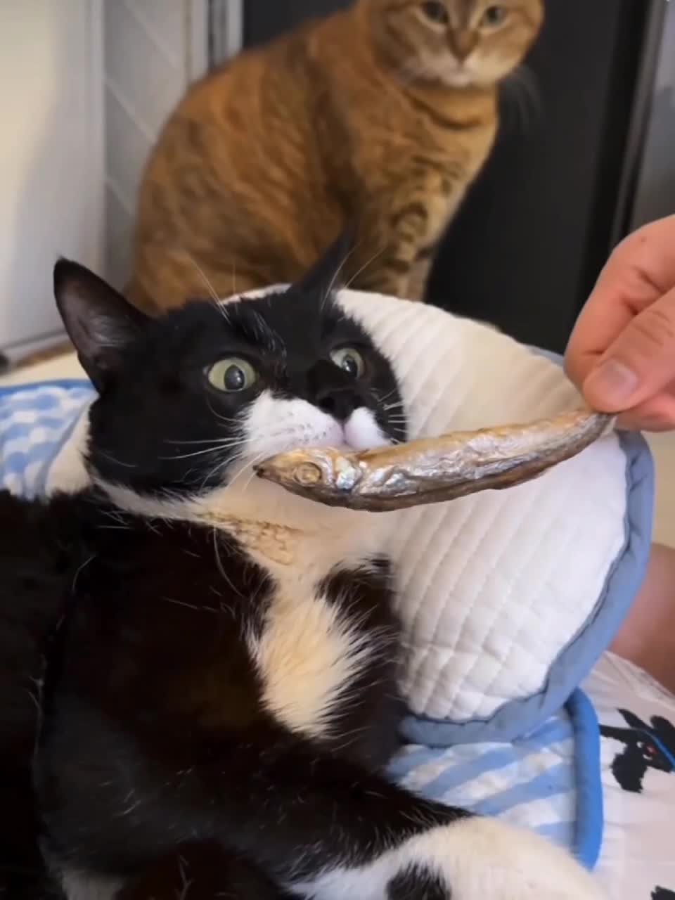 животные видео Милые