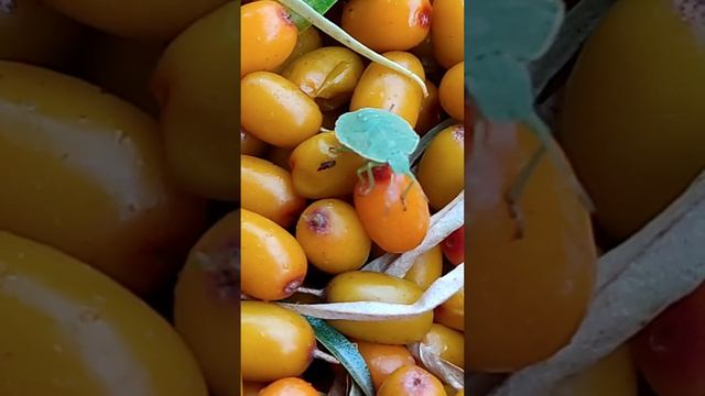 Нюансы природы