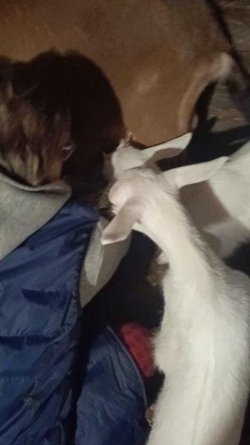 маленькие козочки