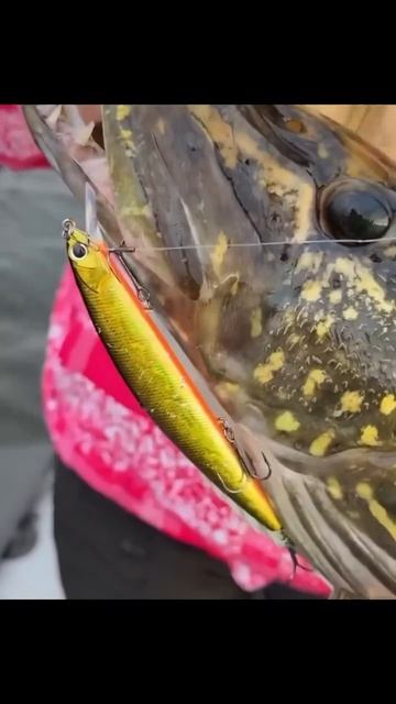 Зачетная щучка