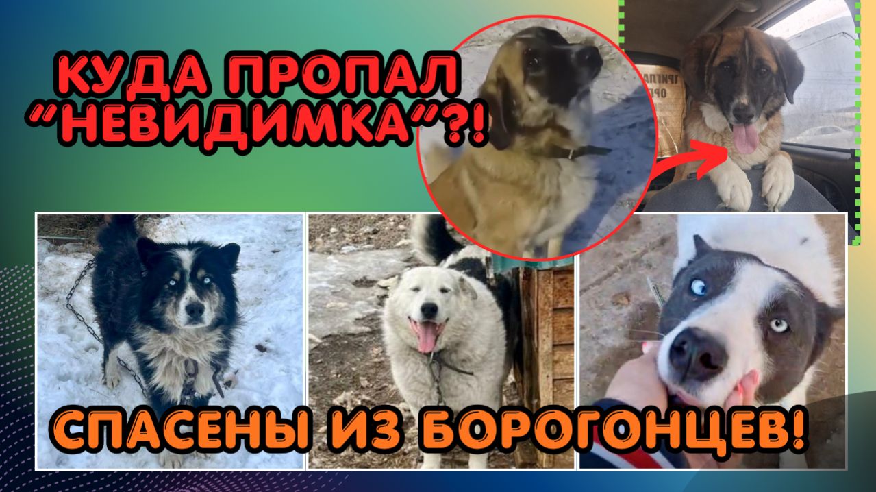 Из жизнь разделилась на до и после. Хорошие новости о наших Якутятах