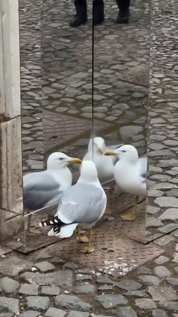 Чайки не самые умные птицы