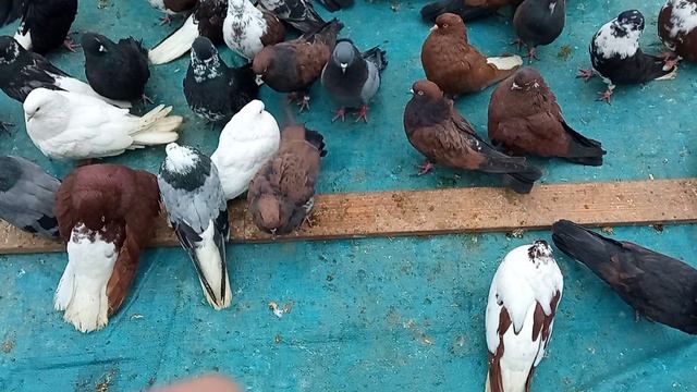 25.04.26 Ярмарка голубеводов в Самаре. Олег Костяков