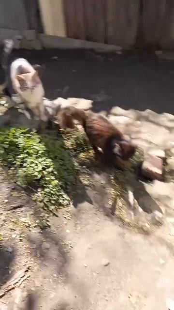 Пост о котиках с Красного рынка Макеевки. Я не умею писать красиво сегодня хочу написать в память о