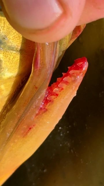 опасный карп