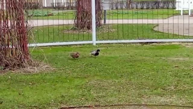 Дорогая давай еще погуляем я покажу тебе цветы! Хочешь?