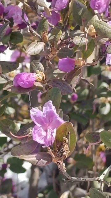 Цветение маральника 18.04.2026