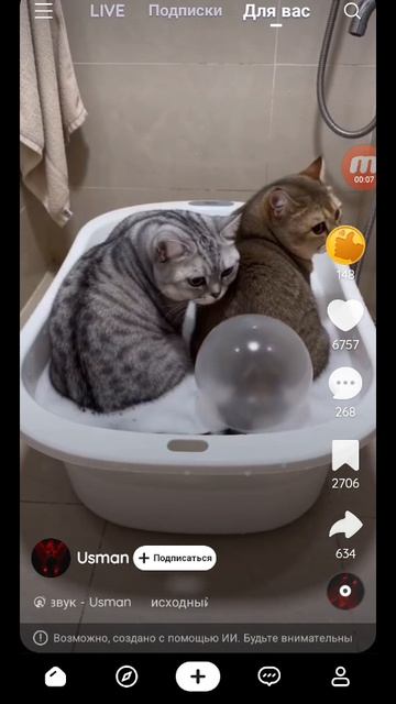 смешные котики