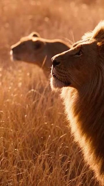 Горилла лезет на скалу львы внимательно следят за ней. горилла львы саванна скала