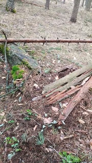 Муравейник в сосновом бору.