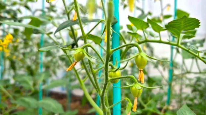 Ну что подсчитаем помидорки на кустах в летней теплице?