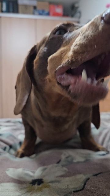 95d58ef7-631d-4546-964b-a5d1f2d0726a-1_all_1331.mp4