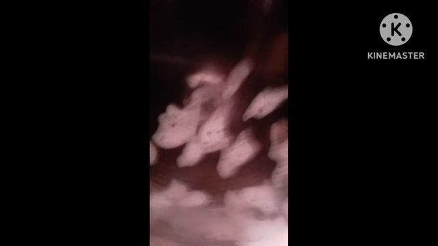 Km_фильм медвежонок в стиралке_1080p_30f_20250107_215553