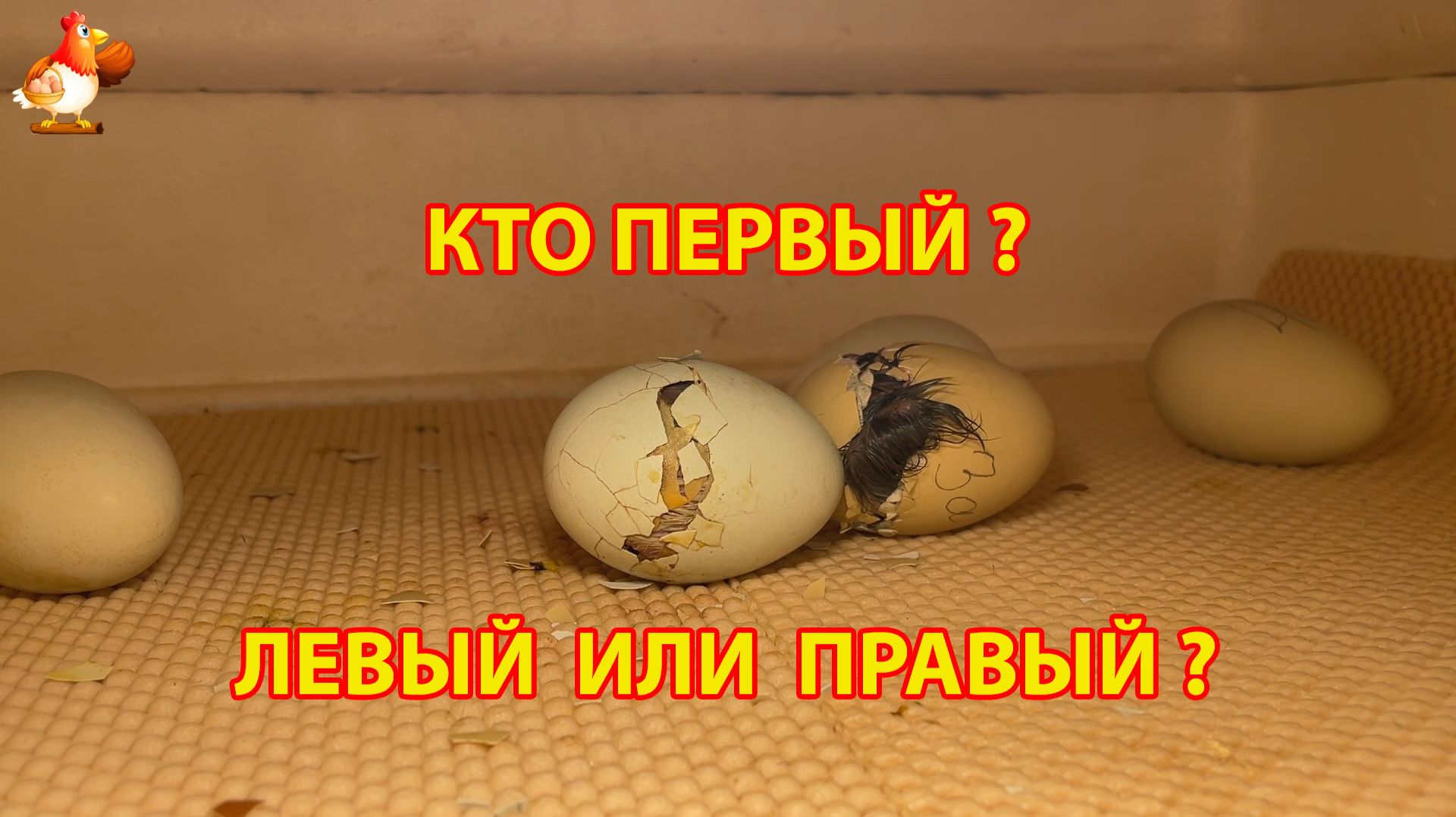 Два цыпленка соревнуются - левый или правый кто первый 