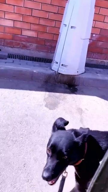 Воронёнок Гея на выгуле  Приют в Малинках приютдляживотных собаки