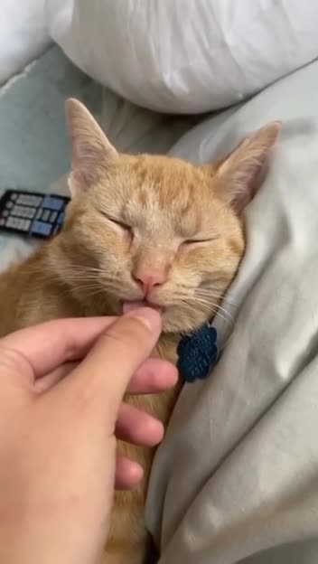 видео Милые животные