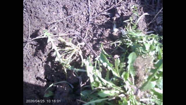 Избавляемся от сорной растительности грамотно.