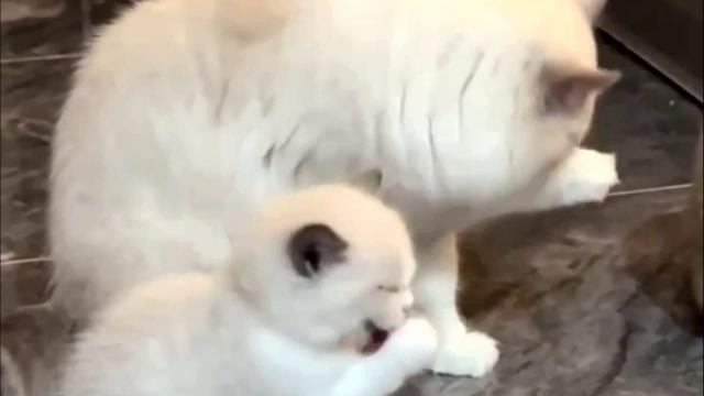 Заставка для видео Умываются котята кот  543