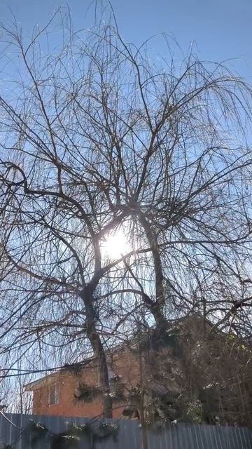 Солнце в ветвях