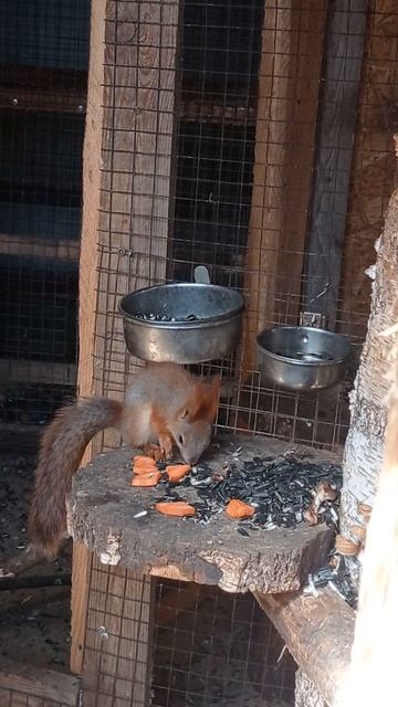 Рыжий обжора