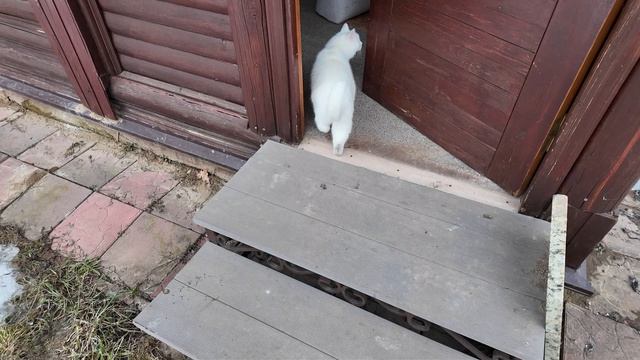 Белочка на весеннем обходе